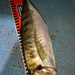 シースナイパー海龍 釣果