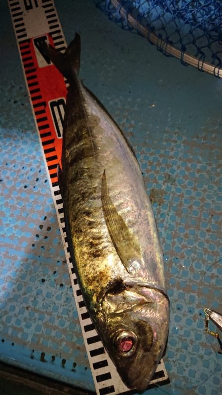 シースナイパー海龍 釣果