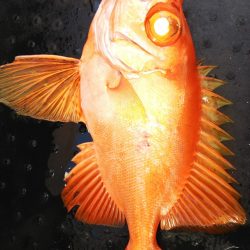 第二龍勢丸 釣果