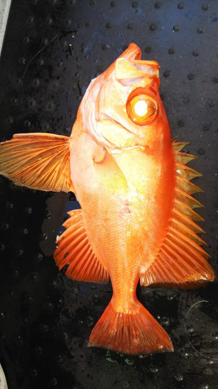 第二龍勢丸 釣果