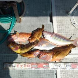 チャモロ 釣果