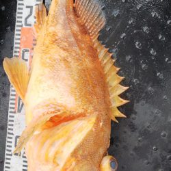 第二龍勢丸 釣果