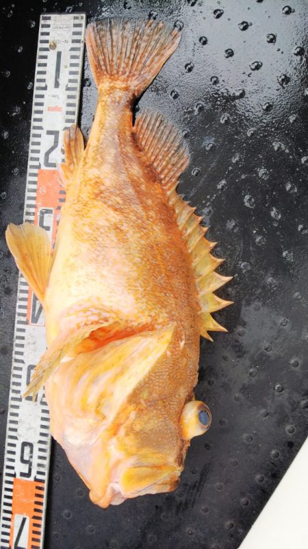 第二龍勢丸 釣果