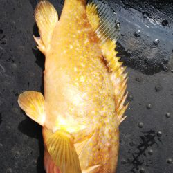 第二龍勢丸 釣果