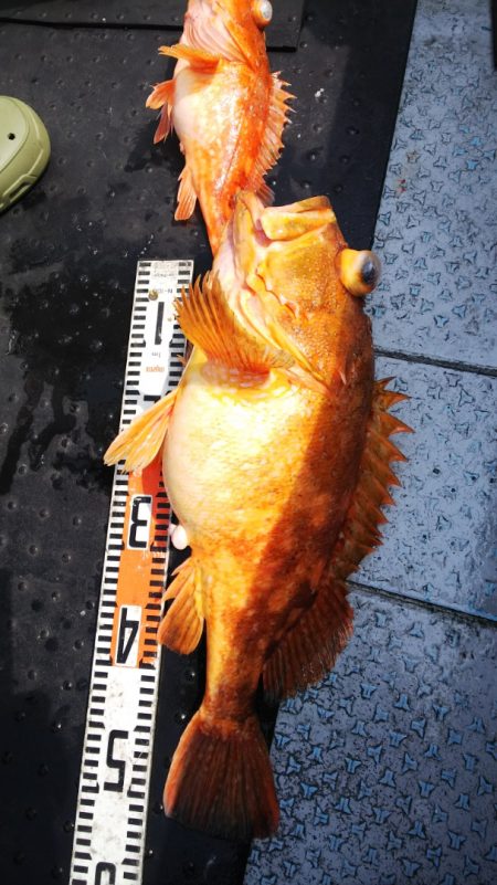 第二龍勢丸 釣果