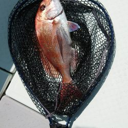 第二ゆず丸 釣果