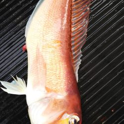 第二龍勢丸 釣果