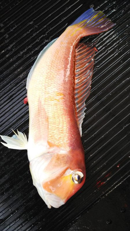 第二龍勢丸 釣果