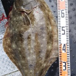 第二龍勢丸 釣果