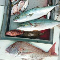 第二ゆず丸 釣果