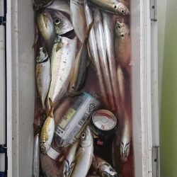 金沢八景鴨下丸 釣果