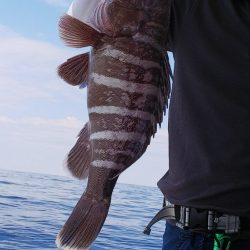 第二龍勢丸 釣果