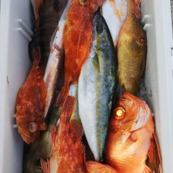 第二龍勢丸 釣果