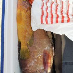 第二龍勢丸 釣果