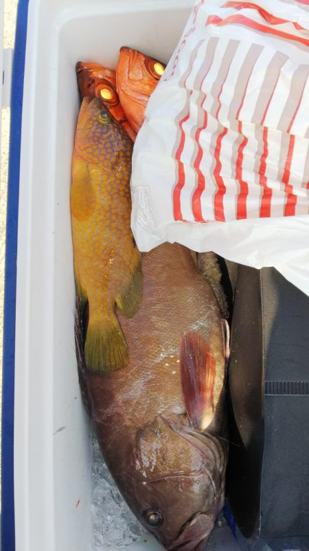 第二龍勢丸 釣果