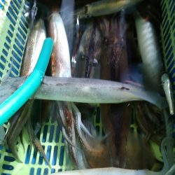 LUSTER『ラスター』 釣果