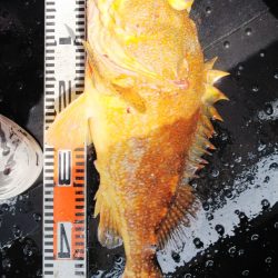 第二龍勢丸 釣果