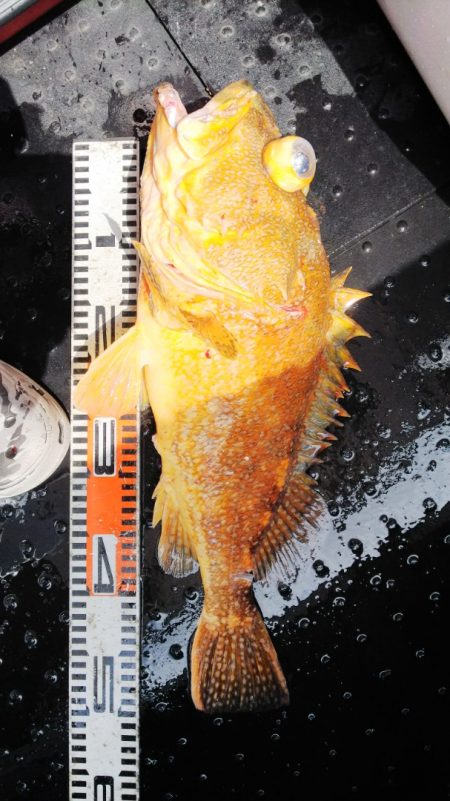 第二龍勢丸 釣果