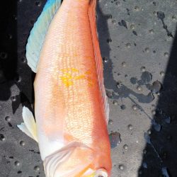 第二龍勢丸 釣果