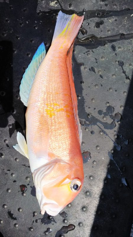 第二龍勢丸 釣果