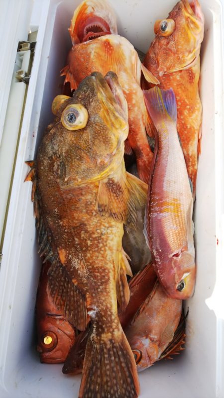 第二龍勢丸 釣果