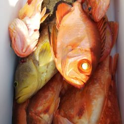 第二龍勢丸 釣果