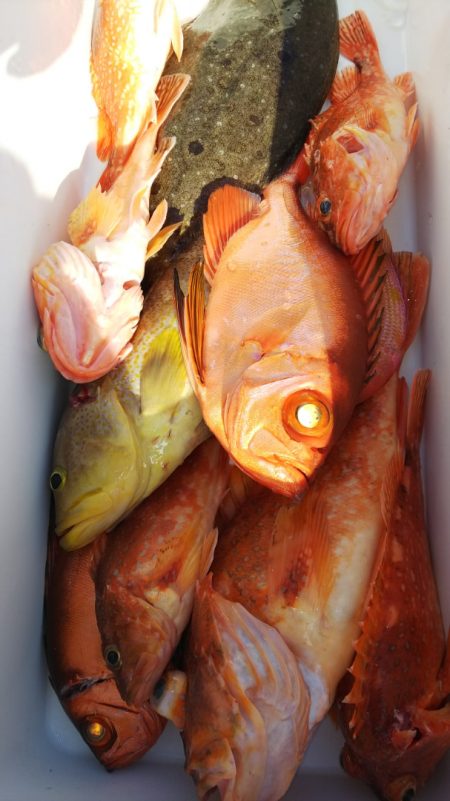 第二龍勢丸 釣果