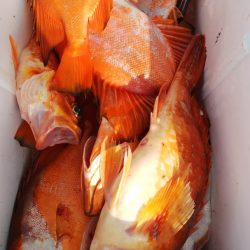 第二龍勢丸 釣果