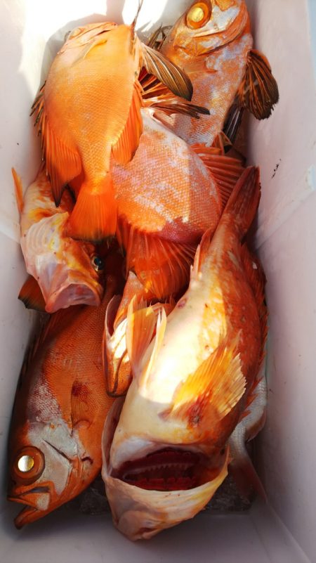 第二龍勢丸 釣果