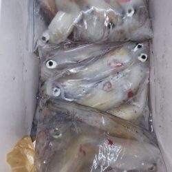 第二龍勢丸 釣果