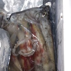 第二龍勢丸 釣果