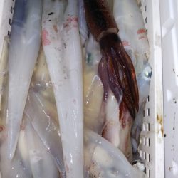 第二龍勢丸 釣果