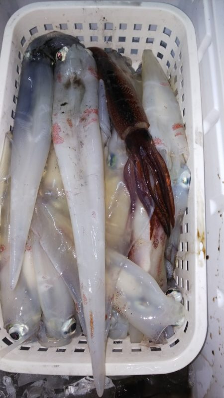 第二龍勢丸 釣果