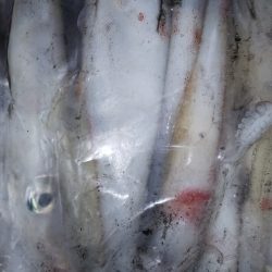 第二龍勢丸 釣果