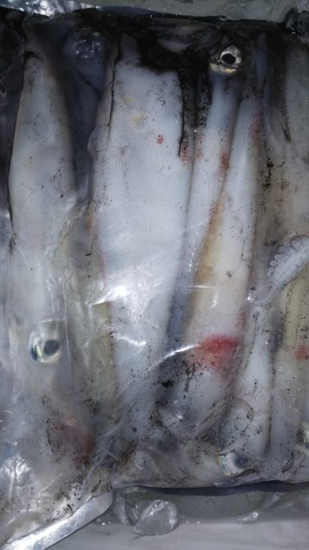 第二龍勢丸 釣果