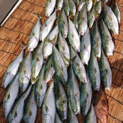 釣人家 釣果