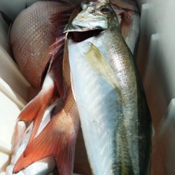富士丸 釣果