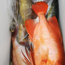 第二龍勢丸 釣果