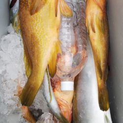 第二龍勢丸 釣果