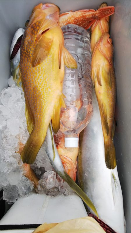 第二龍勢丸 釣果