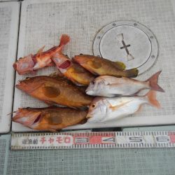 チャモロ 釣果