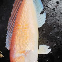 第二龍勢丸 釣果