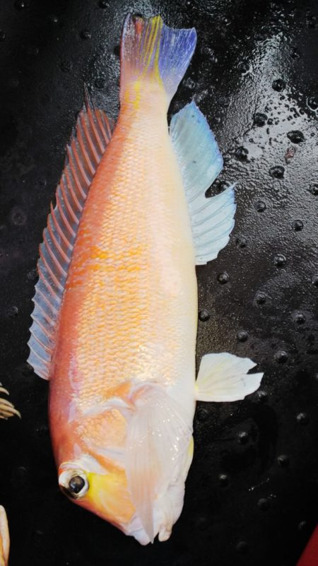 第二龍勢丸 釣果