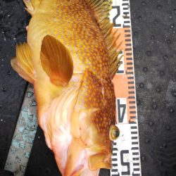 第二龍勢丸 釣果