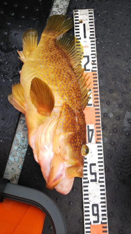 第二龍勢丸 釣果