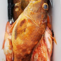 第二龍勢丸 釣果