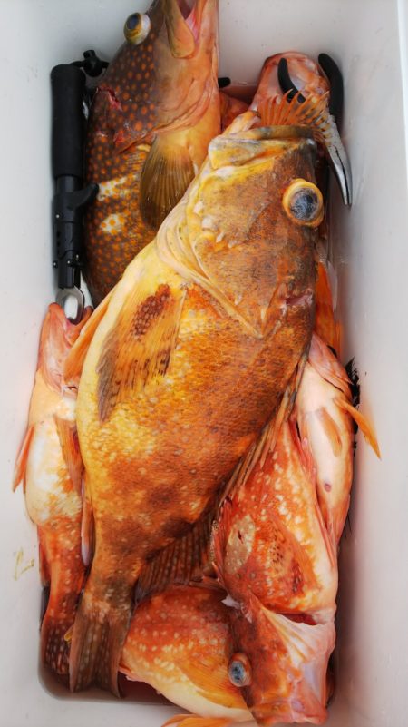 第二龍勢丸 釣果