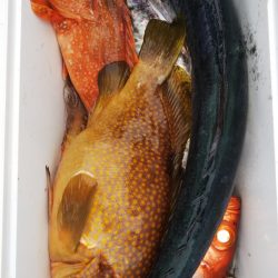 第二龍勢丸 釣果