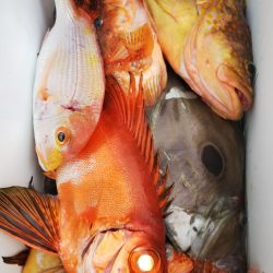 第二龍勢丸 釣果