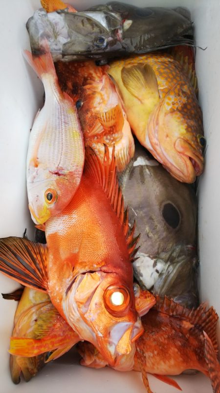 第二龍勢丸 釣果